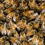 Master Beekeeping: Division Boards and Colony Care