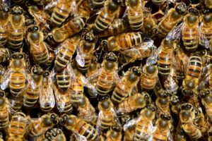 beekeeping-supplies-640x480-61808113.jpeg