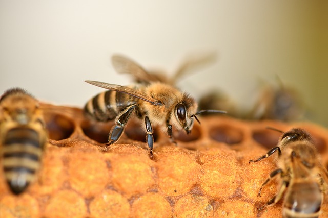 beekeeping supplies