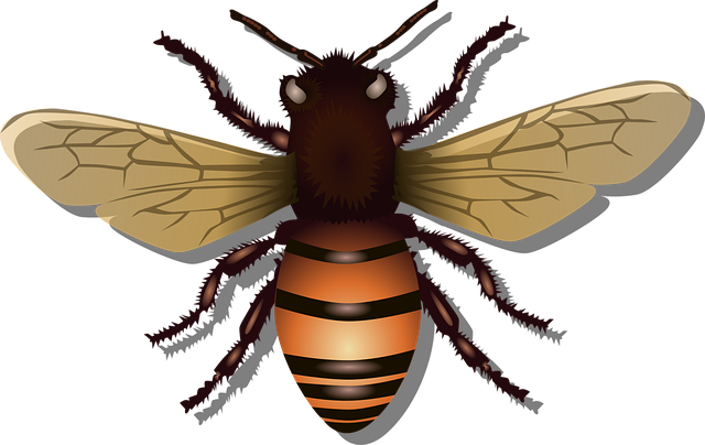 beekeeping supplies