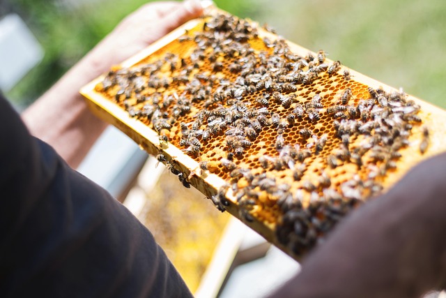 beekeeping supplies
