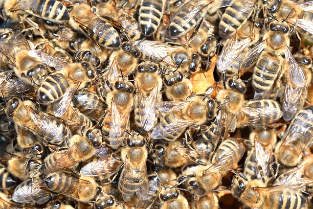 beekeeping supplies