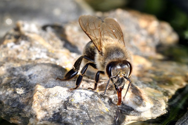 beekeeping supplies