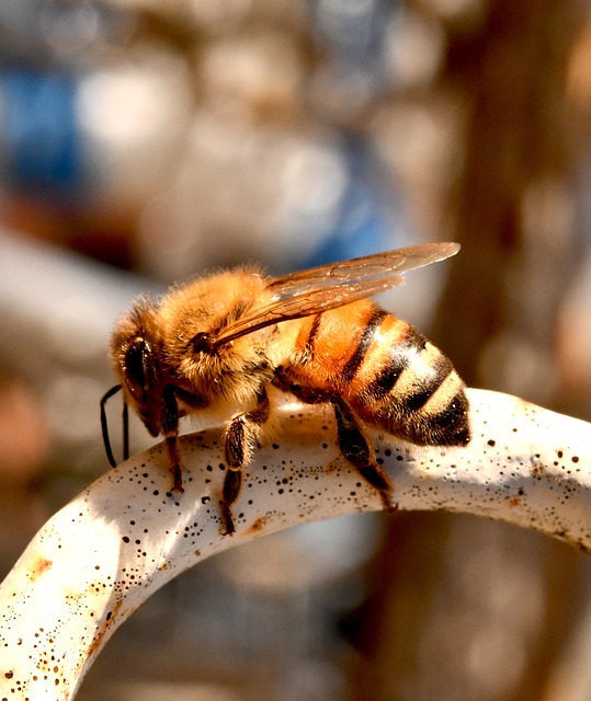 beekeeping supplies