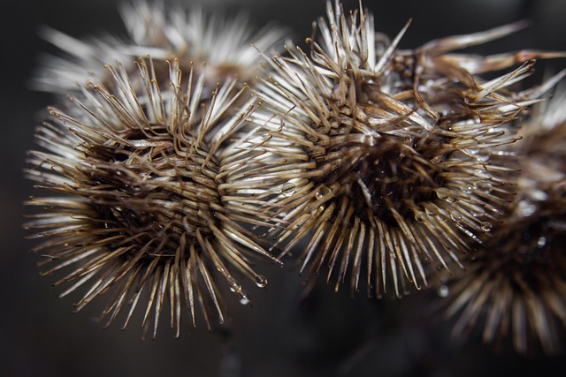 dental burs