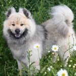 Optimizing Dog Health: Quick Response Time with Accurate Thermometers