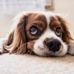 Optimize Dog Care: Tracking Thermometer Usage Frequency