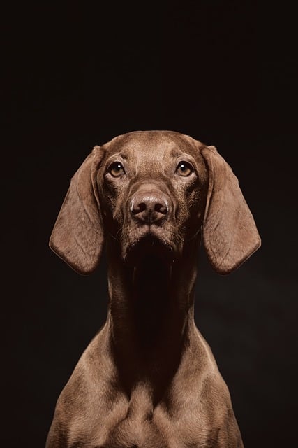 dog thermometers