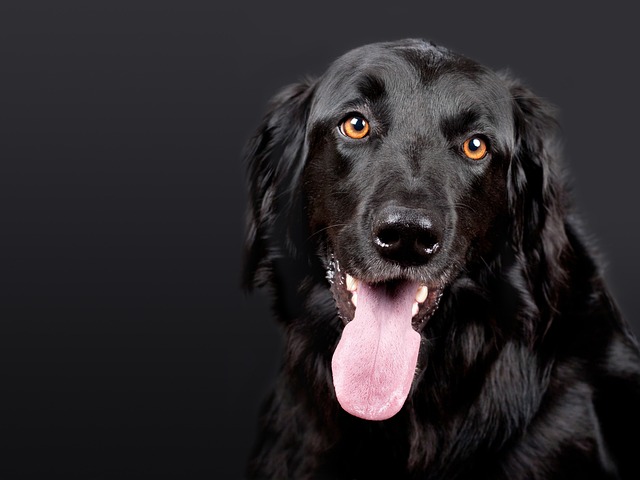 dog thermometers
