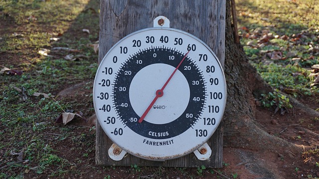 dog thermometers