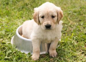 dog-thermometers-640x480-29369932.jpeg