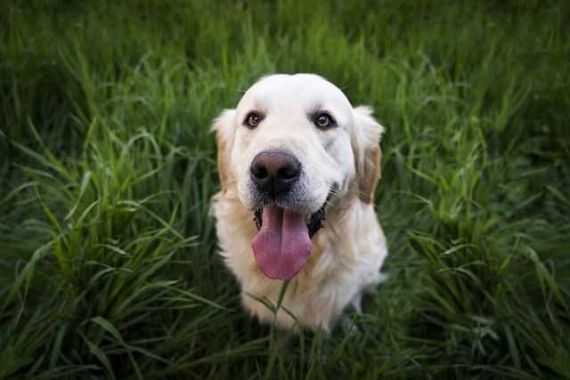 dog thermometers