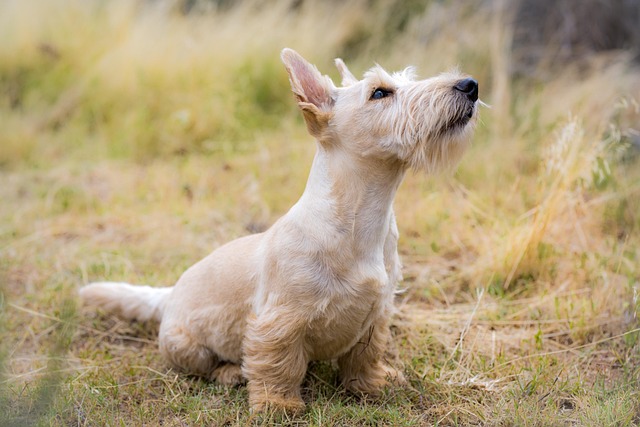 dog thermometers