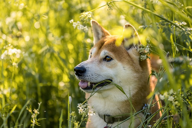 dog thermometers