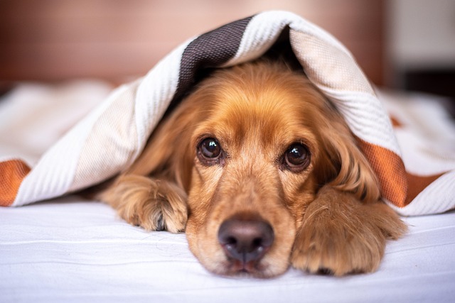 dog thermometers