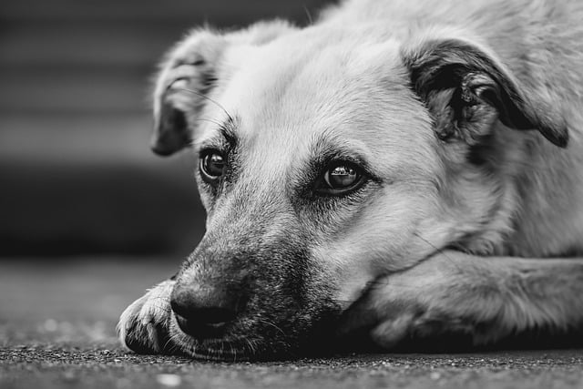 dog thermometers