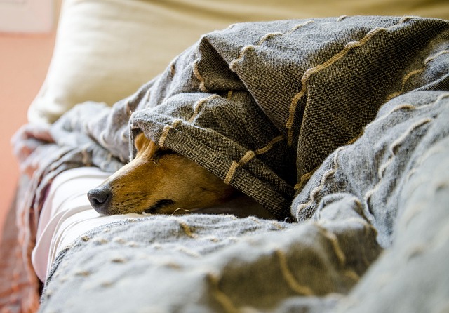 dog thermometers