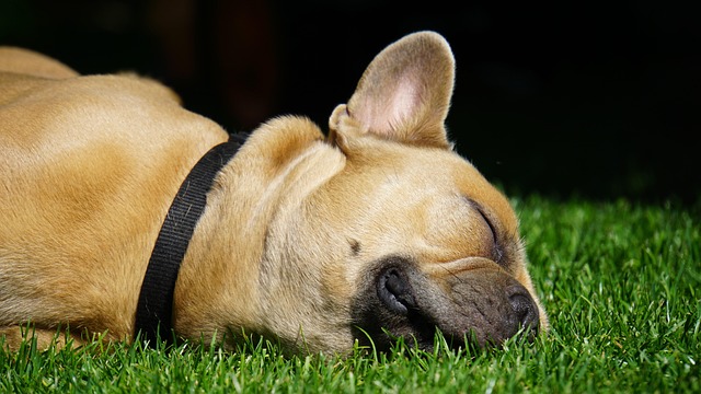 dog thermometers