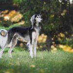 Mastering Dog Thermometer Purchases: Comparison Secrets Unveiled