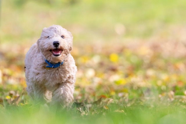 dog thermometers