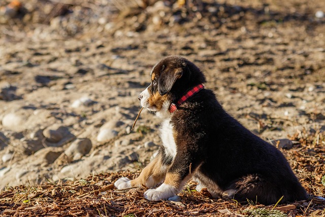 dog thermometers