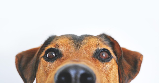 dog thermometers