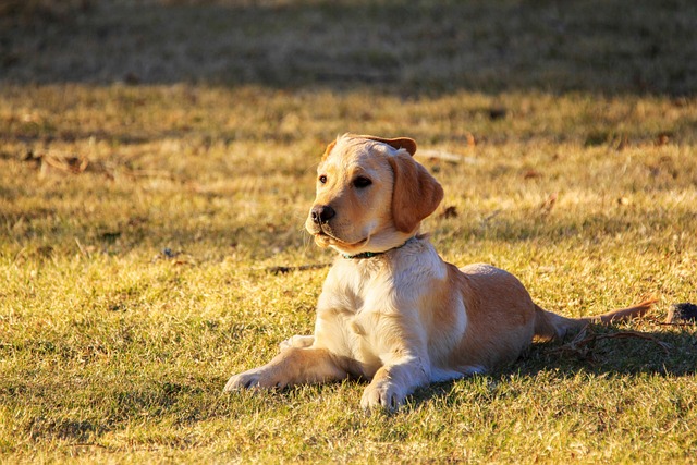 dog-thermometers-640x480-72513974.jpeg