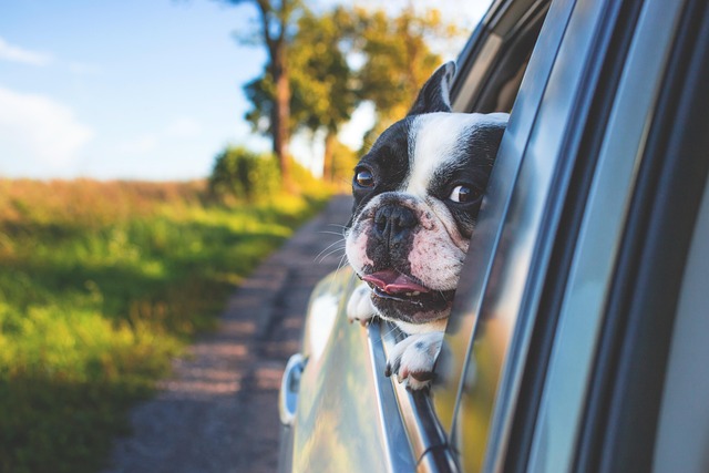 dog thermometers