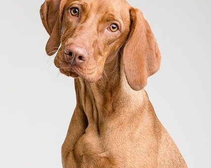 dog-thermometers-640x480-87550227.jpeg