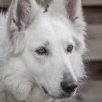 Post-Op Care: Comforting Your Dog’s Recovery with Thermometers