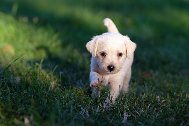 dog thermometers
