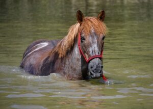 equestrian-equipment-640x480-14306590.jpeg