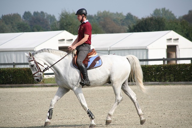 equestrian equipment