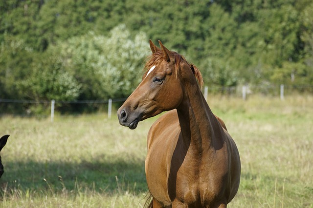 equestrian equipment