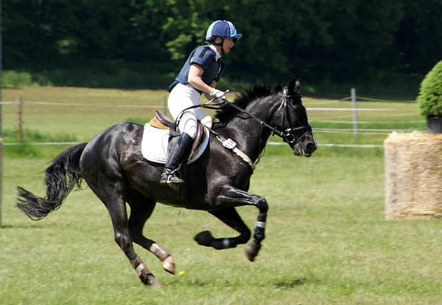 equestrian equipment