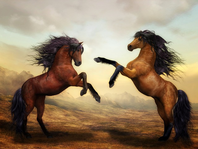 equestrian equipment