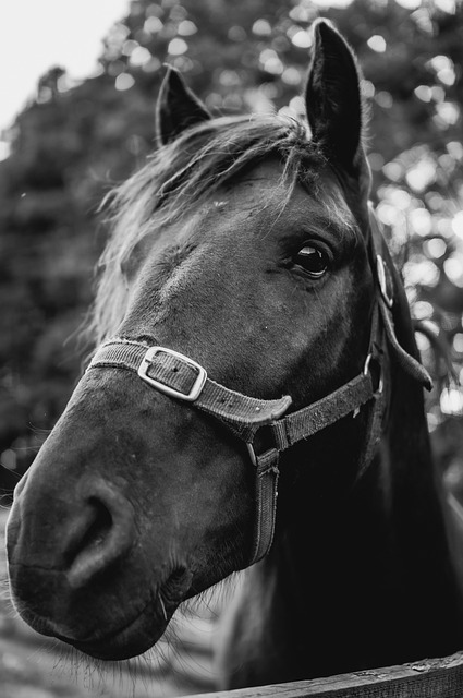equestrian equipment