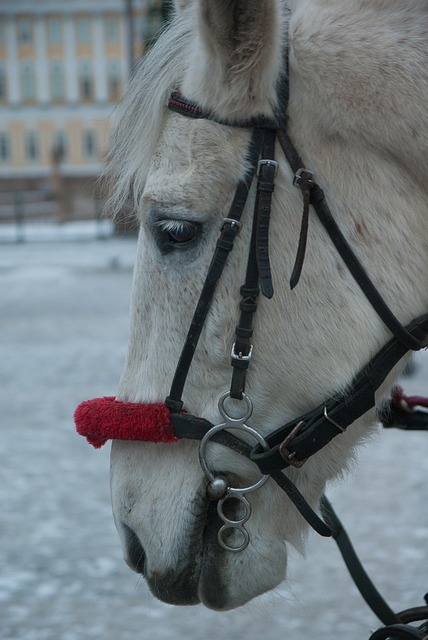equestrian equipment