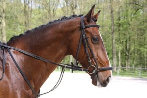 equestrian-equipment-640x480-75603297.jpeg