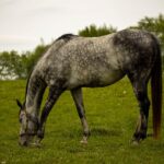 Equestrian Equipment: Safe Riding with Trailer Accessories
