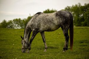 equestrian-equipment-640x480-84321605.jpeg