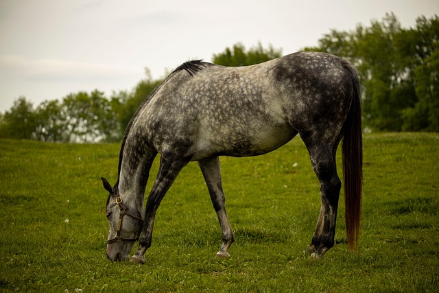 equestrian-equipment-640x480-84321605.jpeg