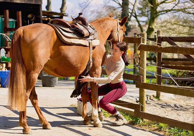 equestrian equipment