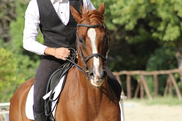 equestrian equipment