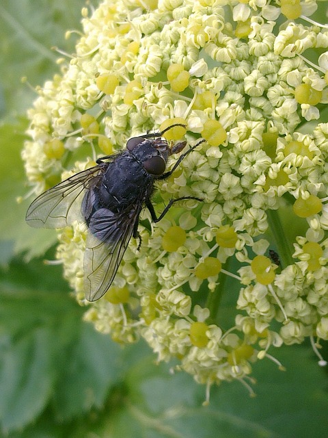 fly fishing flies