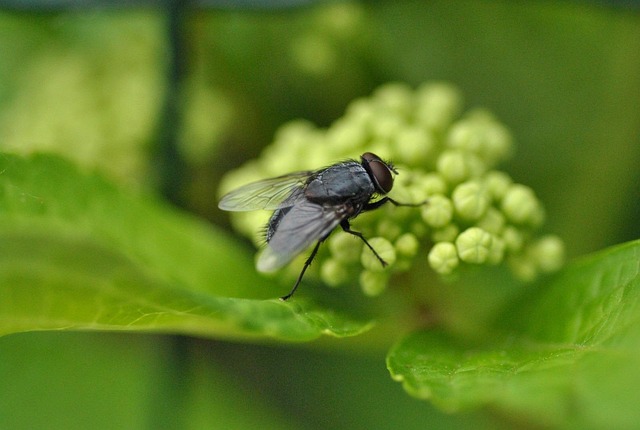 fly fishing flies