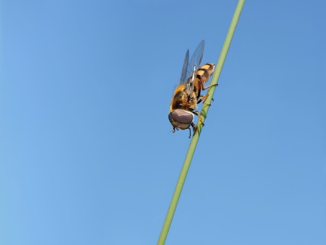 fly fishing flies