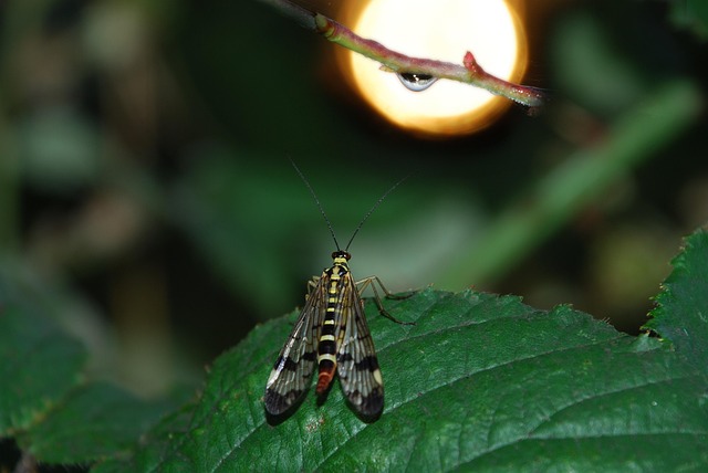 fly fishing flies