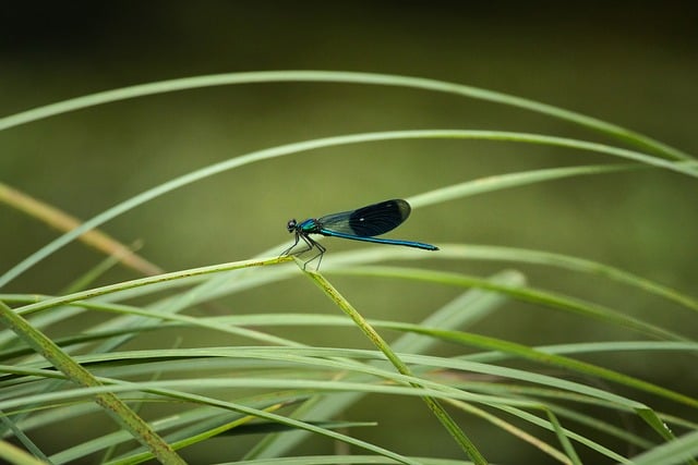 fly fishing flies