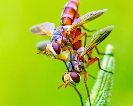 fly-fishing-flies-640x480-40650954.jpeg